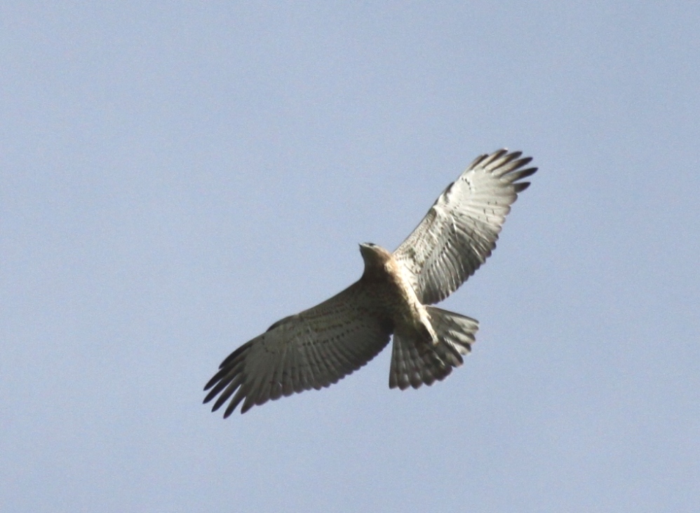 Bianconi - Circaetus gallicus